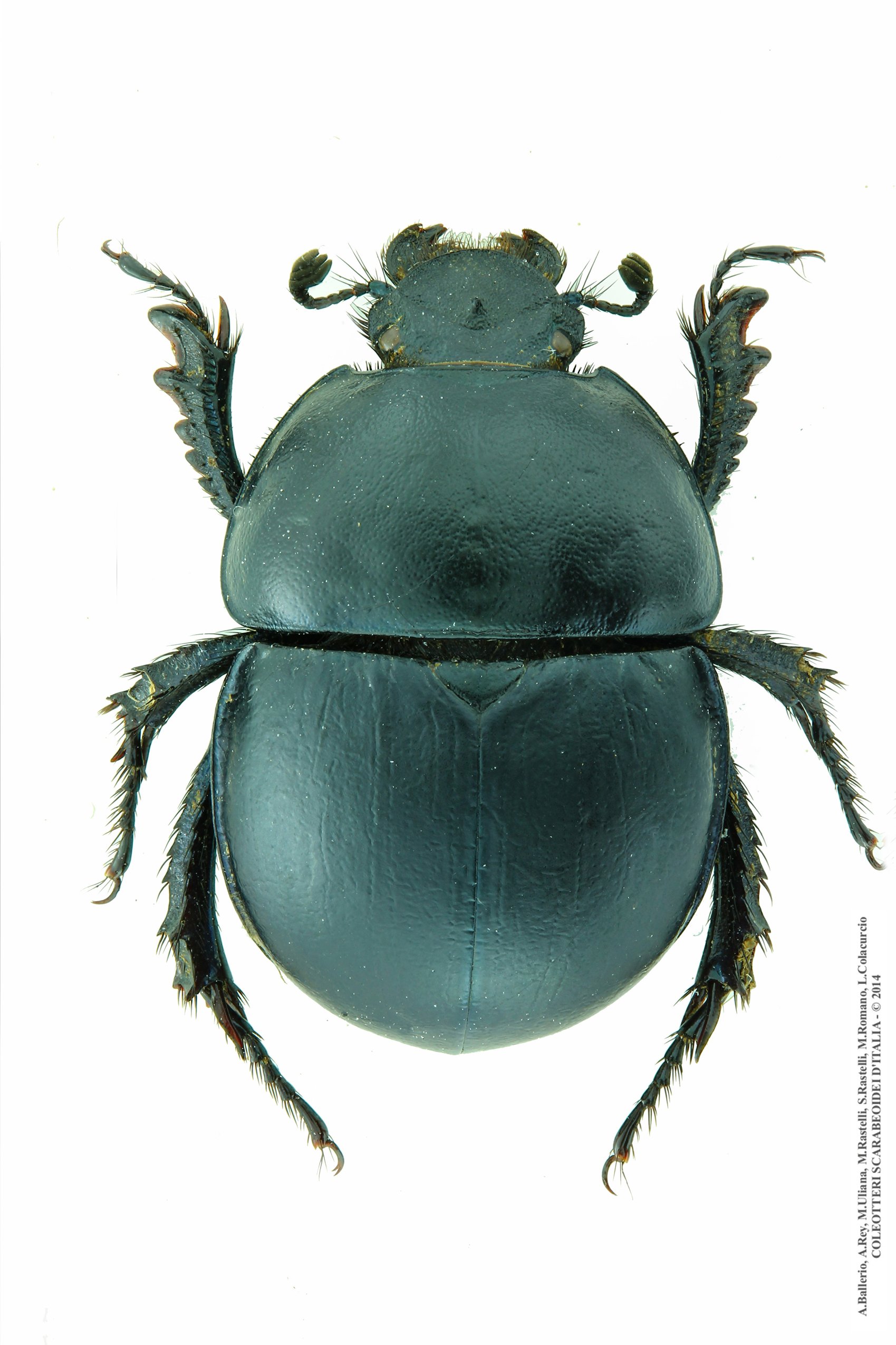 Jekelius intermedius, femmina